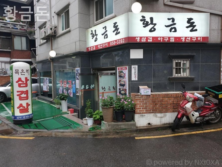 황금돈 사진 3