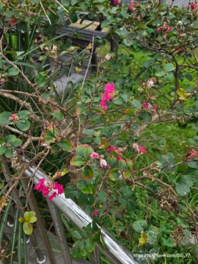 납읍반점 사진 5