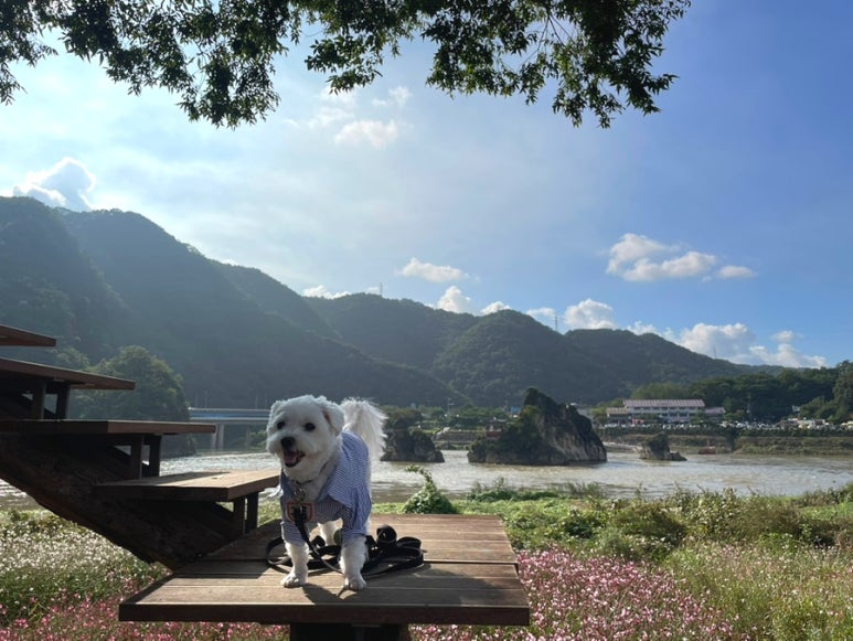 도담정원 이미지