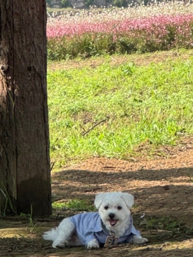 도담정원 이미지