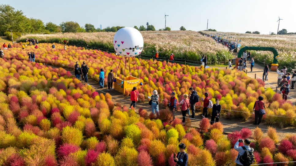 브로콜리 지역정보 관련 사진 2