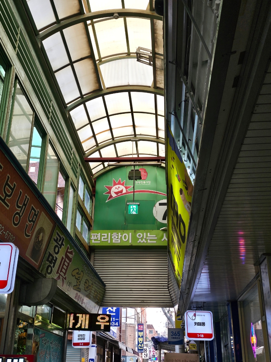 남대문명물참죽 사진 2