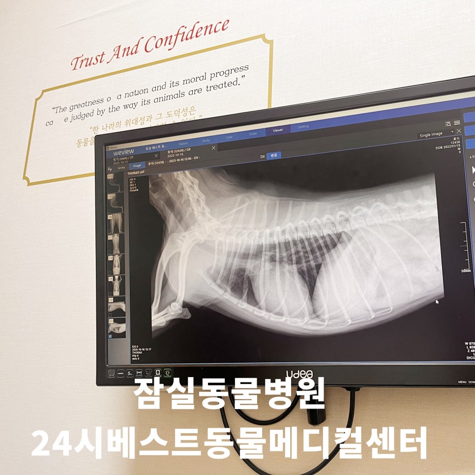 송파 24시베스트동물병원 강아지 건강검진 비용 및 후기