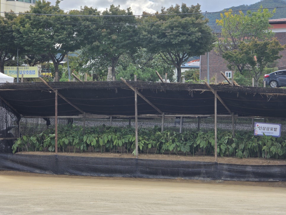풍기인삼시장 이미지