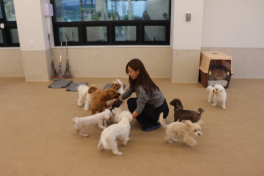 베럴독 강아지 훈련, 조재호 소장 교육 후기 — 사진 6