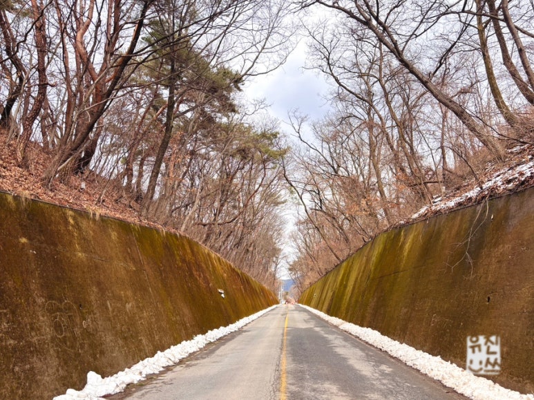 이끼터널 이미지
