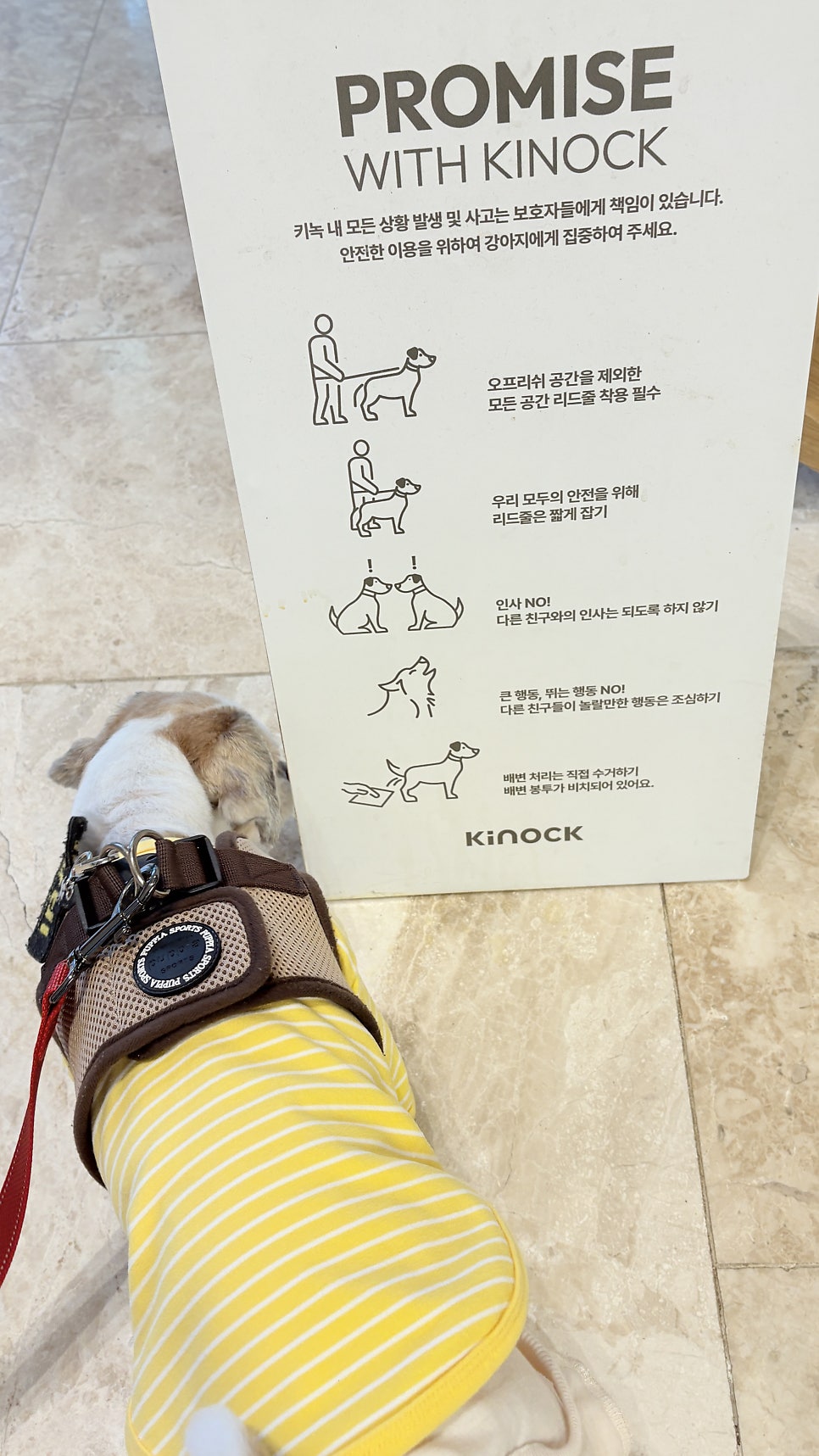 경주 키녹호텔 강아지 호캉스 1박 18만 9천원 — 사진 11