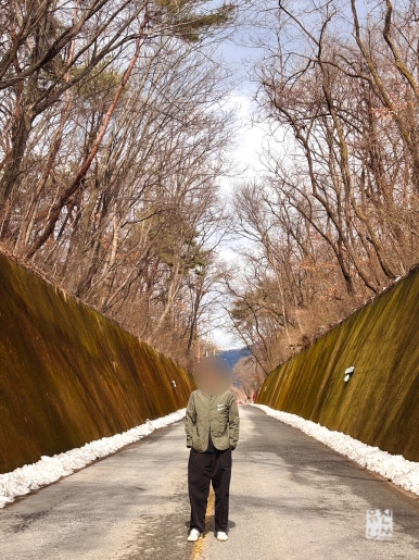 이끼터널 이미지