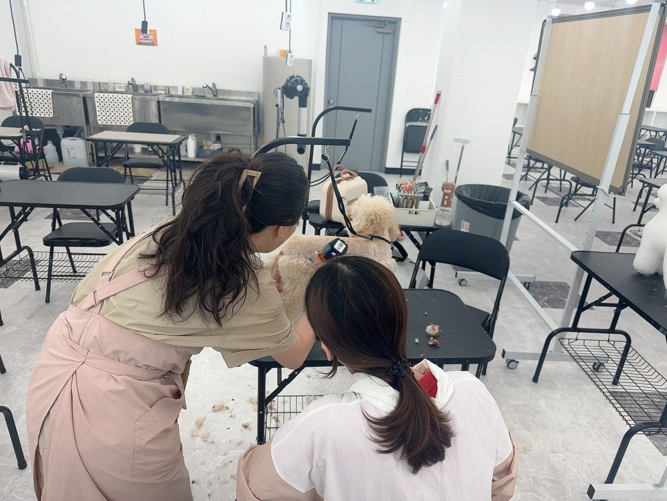 창원 애견미용학원, 3개월 자격증 취득 및 수강료 50% 지원 — 사진 4