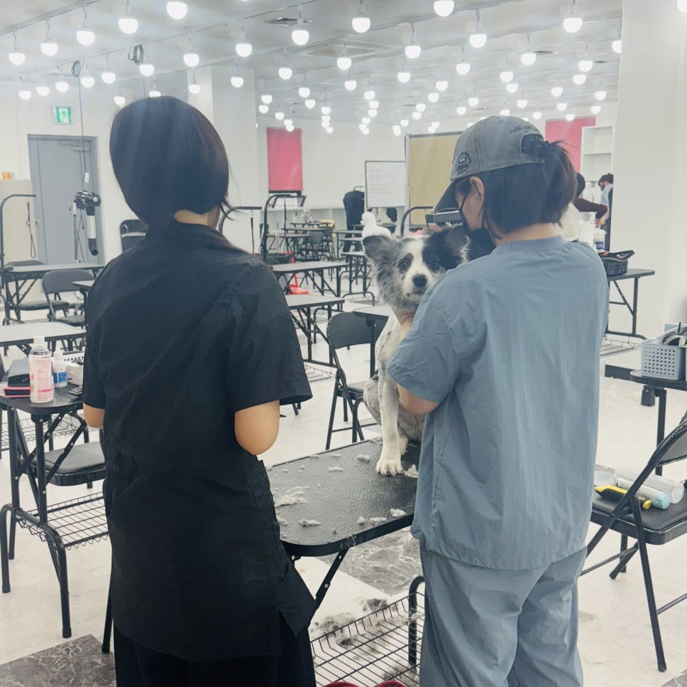 창원 애견미용학원, 3개월 자격증 취득 및 수강료 50% 지원 — 사진 8