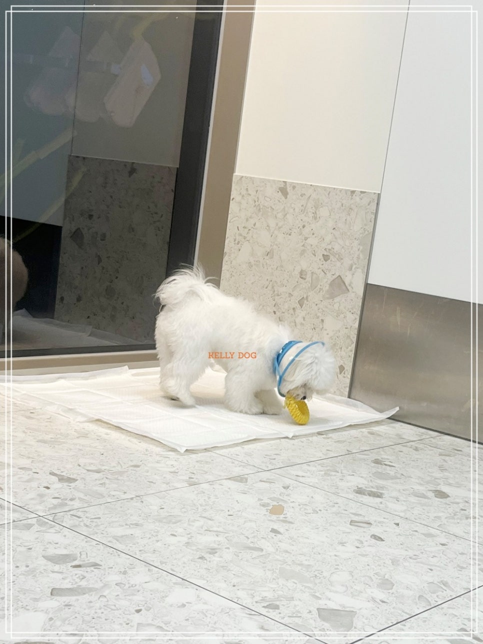강남 켈리독 애견호텔, 합리적 가격 프리미엄 반려견 숙소 — 사진 10