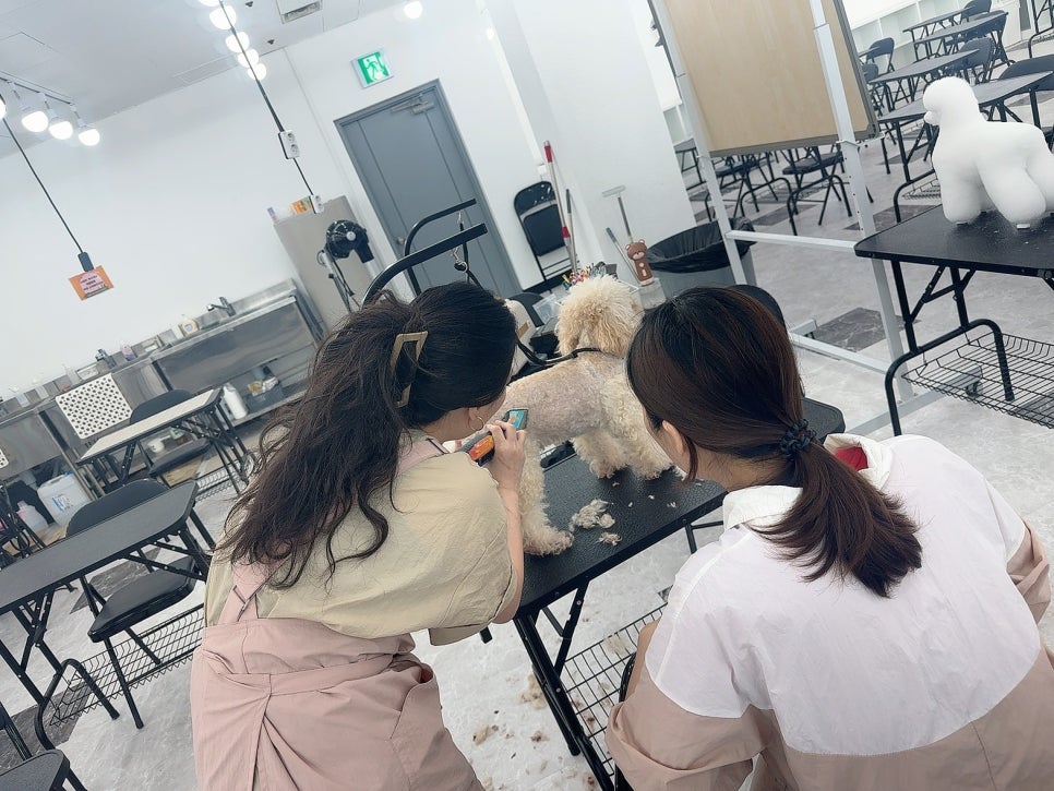창원 애견미용학원, 3개월 자격증 취득 및 수강료 50% 지원 — 사진 3