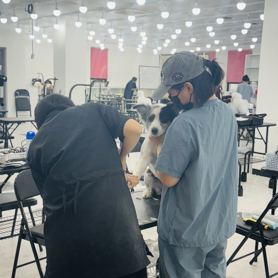 창원 애견미용학원, 3개월 자격증 취득 및 수강료 50% 지원 — 사진 9