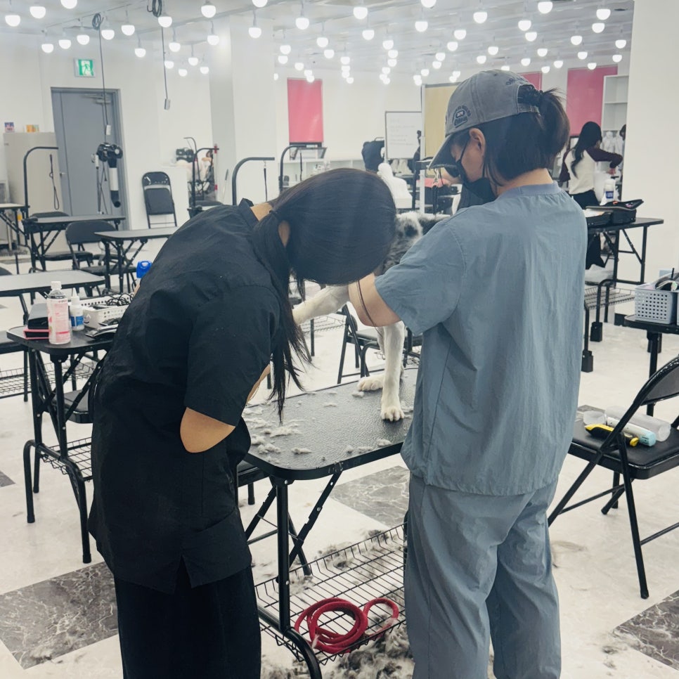 창원 애견미용학원, 3개월 자격증 취득 및 수강료 50% 지원 — 사진 7
