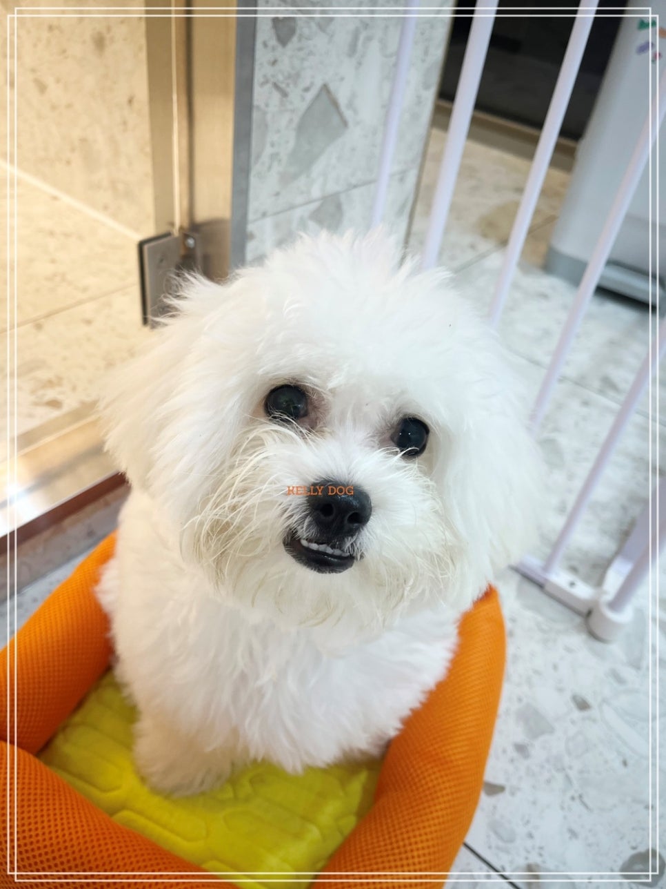 강남 켈리독 애견호텔, 합리적 가격 프리미엄 반려견 숙소 — 사진 9