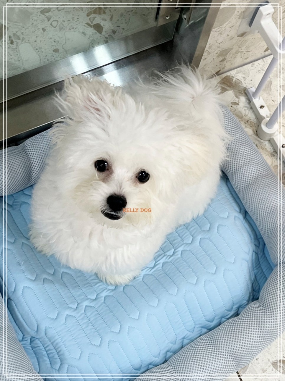 강남 켈리독 애견호텔, 합리적 가격 프리미엄 반려견 숙소
