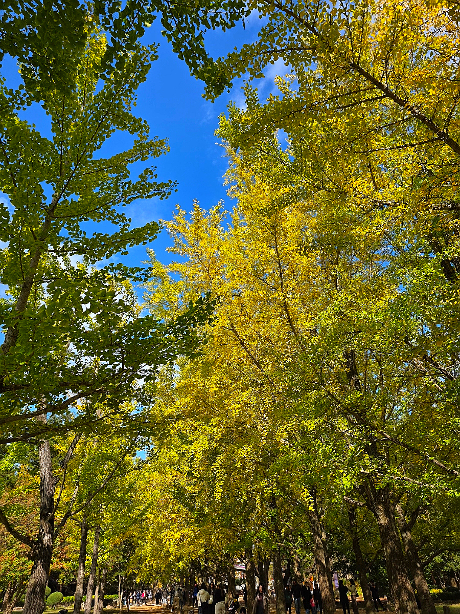 Songpa Ginkgo Tree Road