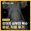 서초 강아지 심부전 복수 증상 치료 후기 및 관리법