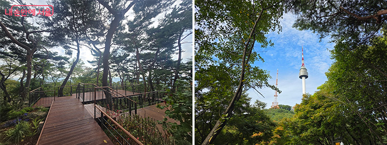 브로콜리 지역정보 관련 사진 5