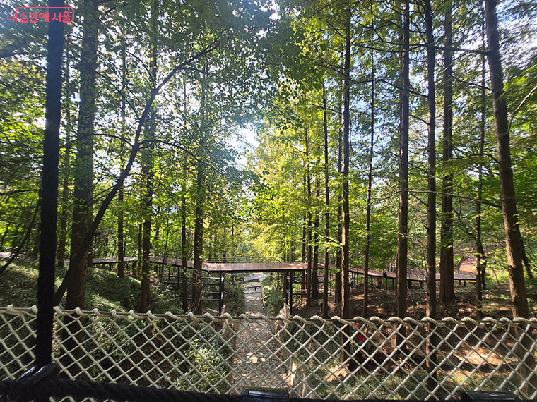 브로콜리 지역정보 관련 사진 4