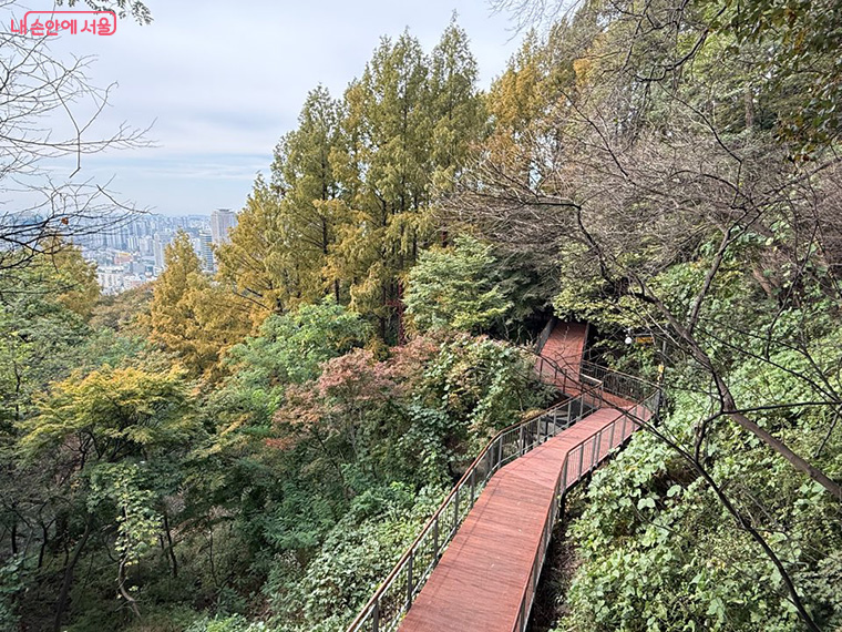 브로콜리 지역정보 관련 사진 2