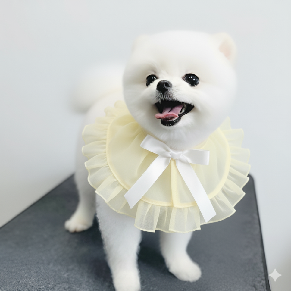 대전 애견미용학원 주말반 자격증 비용 및 후기 — 사진 2