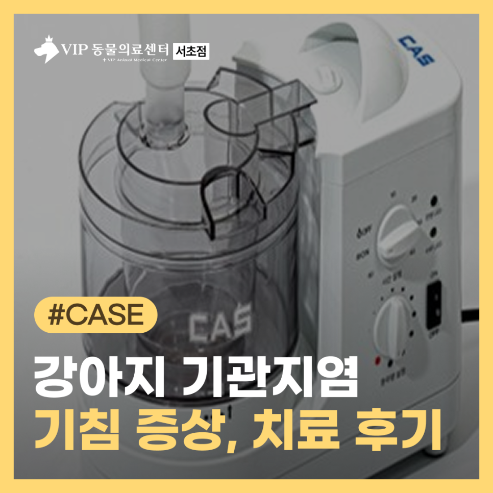 강아지 기관지염 기침 증상, 서초 VIP 동물병원 치료 후기