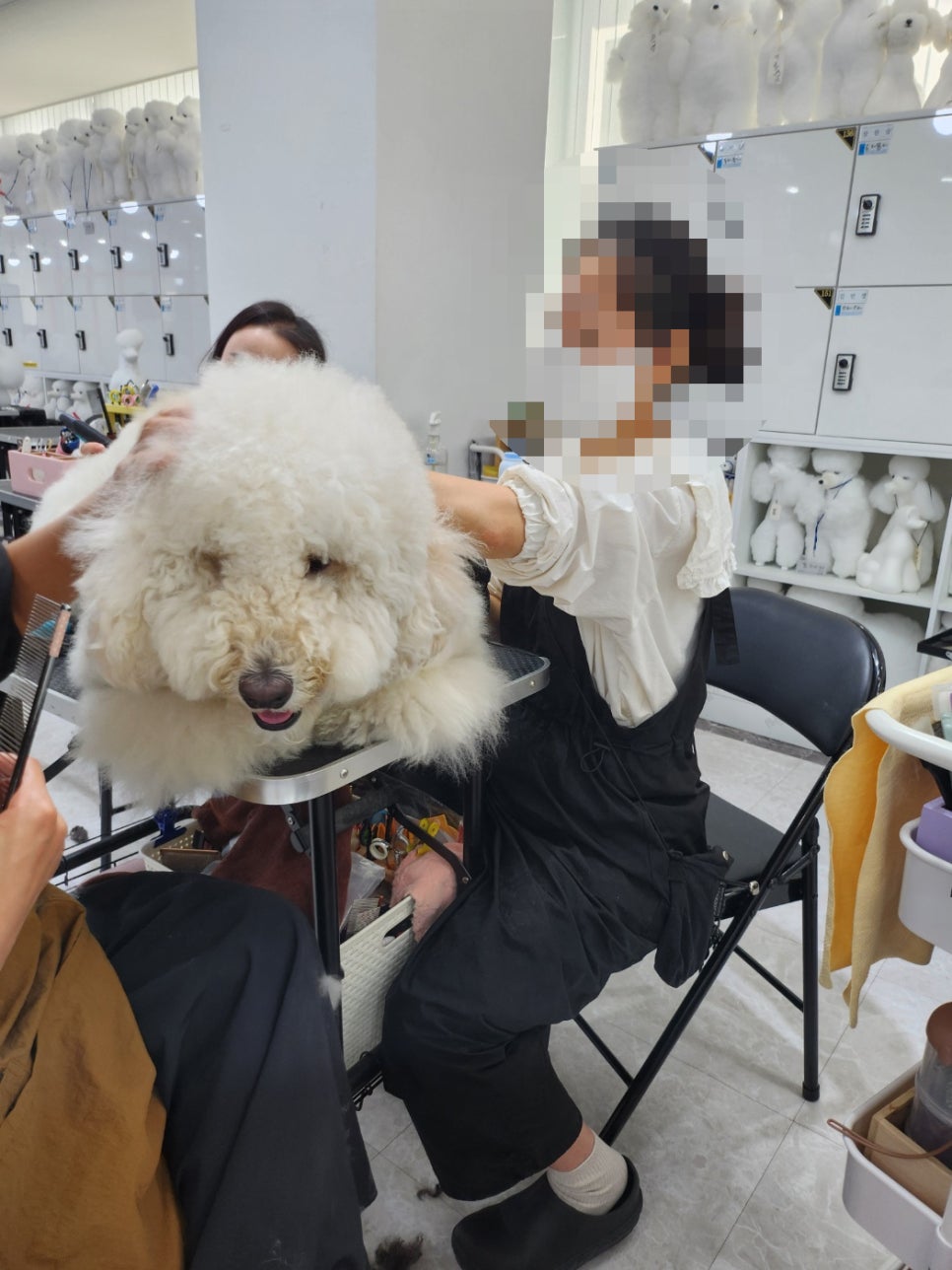 부평애견미용학원, 취업 잘 되는 이유와 수강 후기 — 사진 2