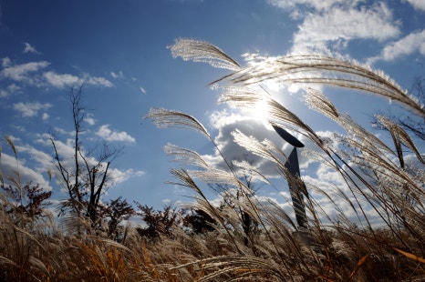 브로콜리 지역정보 관련 사진 6