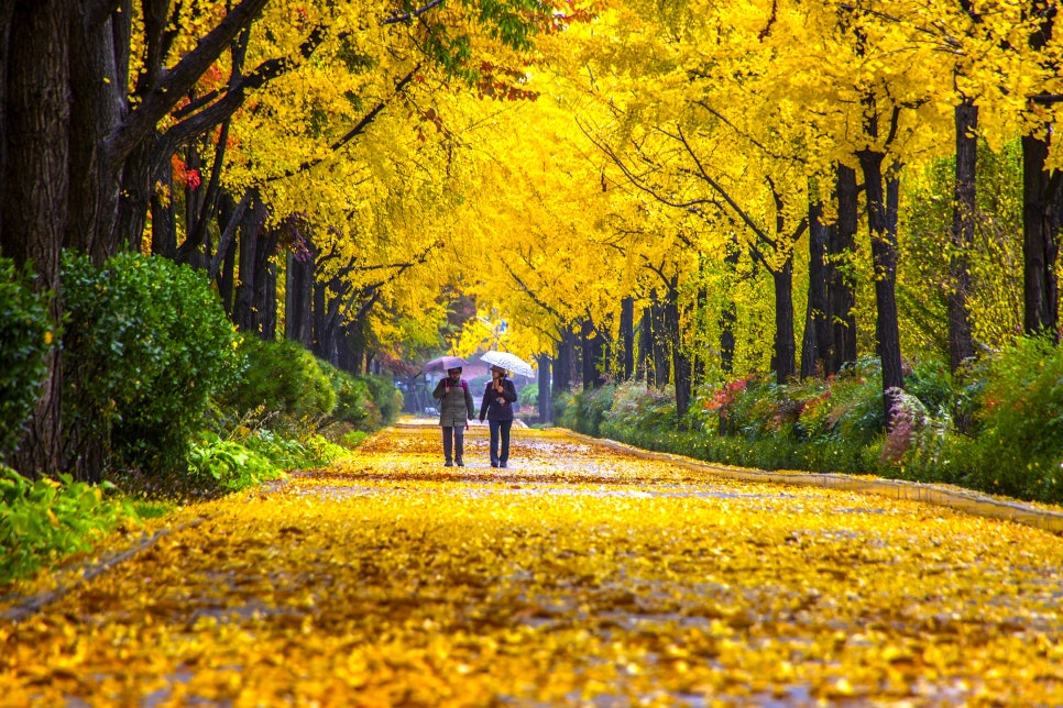 브로콜리 지역정보 관련 사진 8
