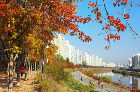 브로콜리 지역정보 관련 사진 5