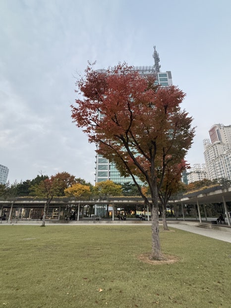 브로콜리 지역정보 관련 사진 17