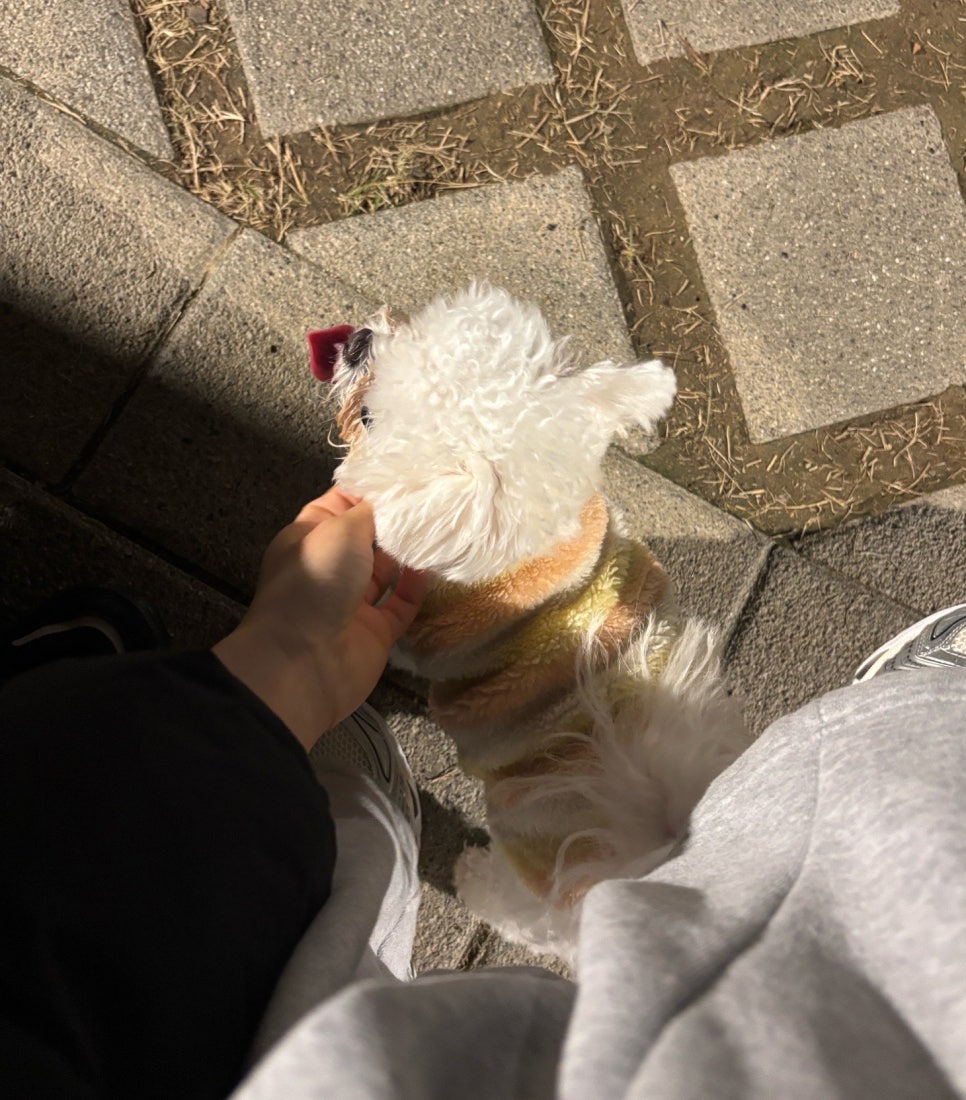 위례 스타필드 펫파크, 강아지 놀이터 후기 및 이용 팁 — 사진 5