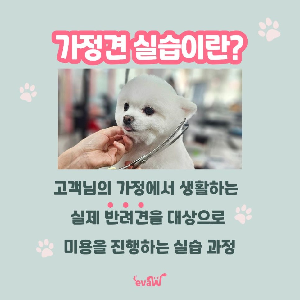 노원 애견미용학원 주말반: 직장인 위한 자격증 취득 과정 — 사진 6