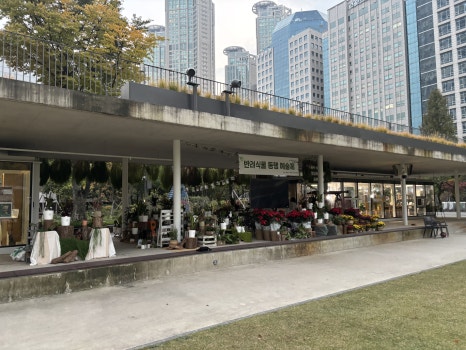 브로콜리 지역정보 관련 사진 16