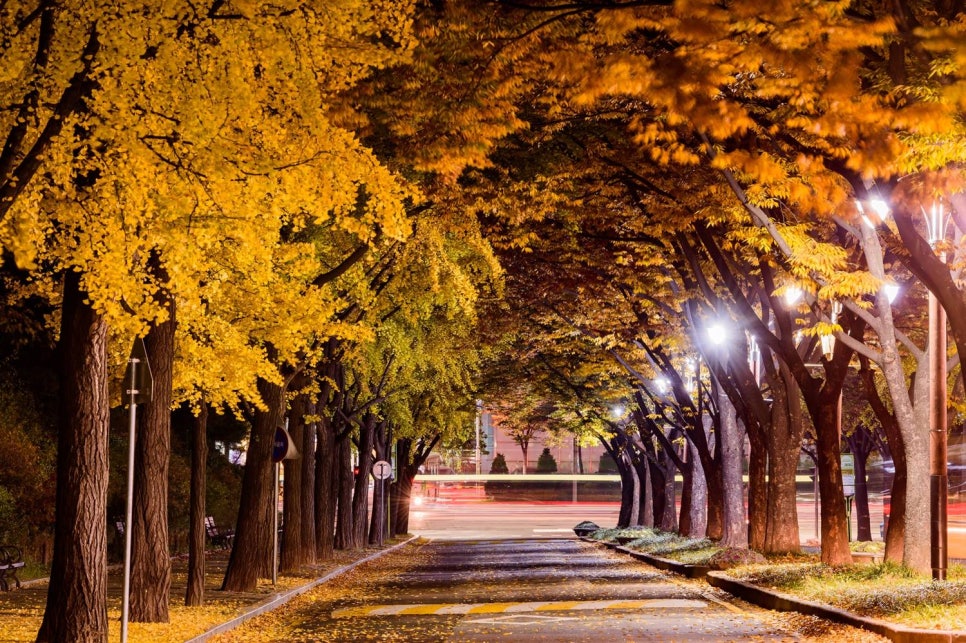 브로콜리 지역정보 관련 사진 2