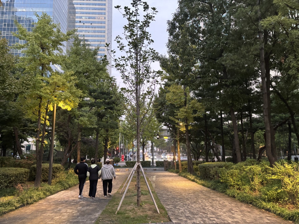 브로콜리 지역정보 관련 사진 32