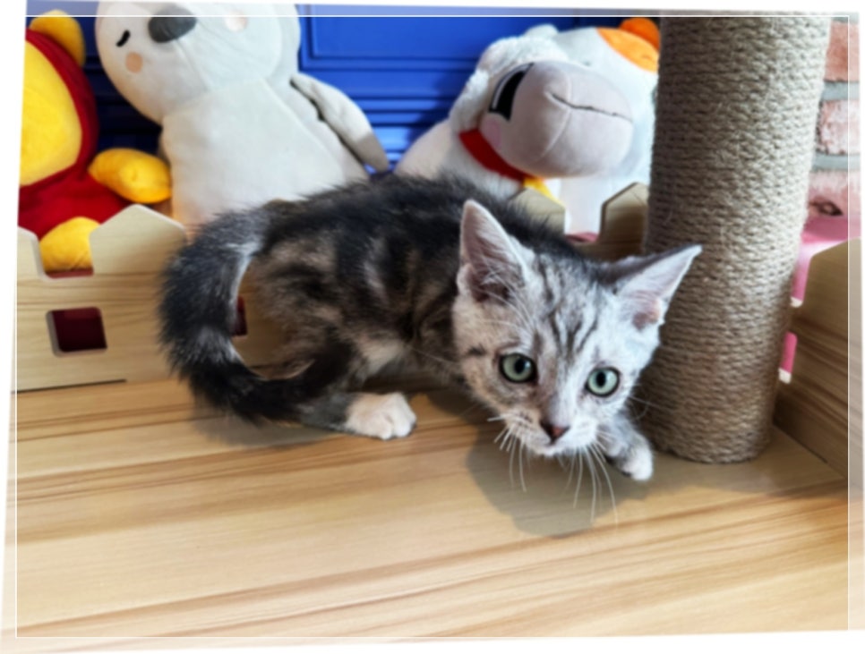 고양이 분양 서리펫, 건강한 입양 후기 및 절차 안내