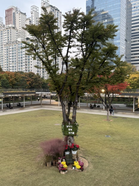 브로콜리 지역정보 관련 사진 23