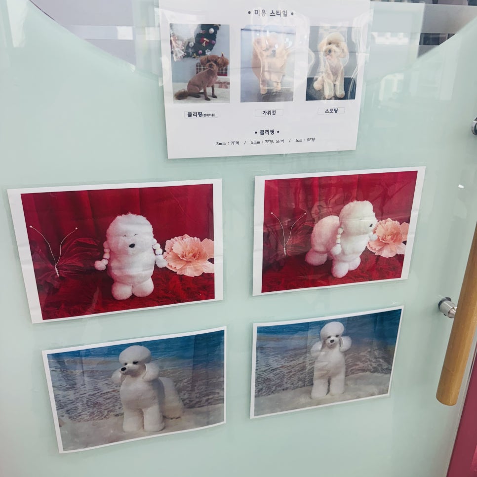 강남 애견미용학원, 국비지원으로 합리적인 수강료와 실무 교육