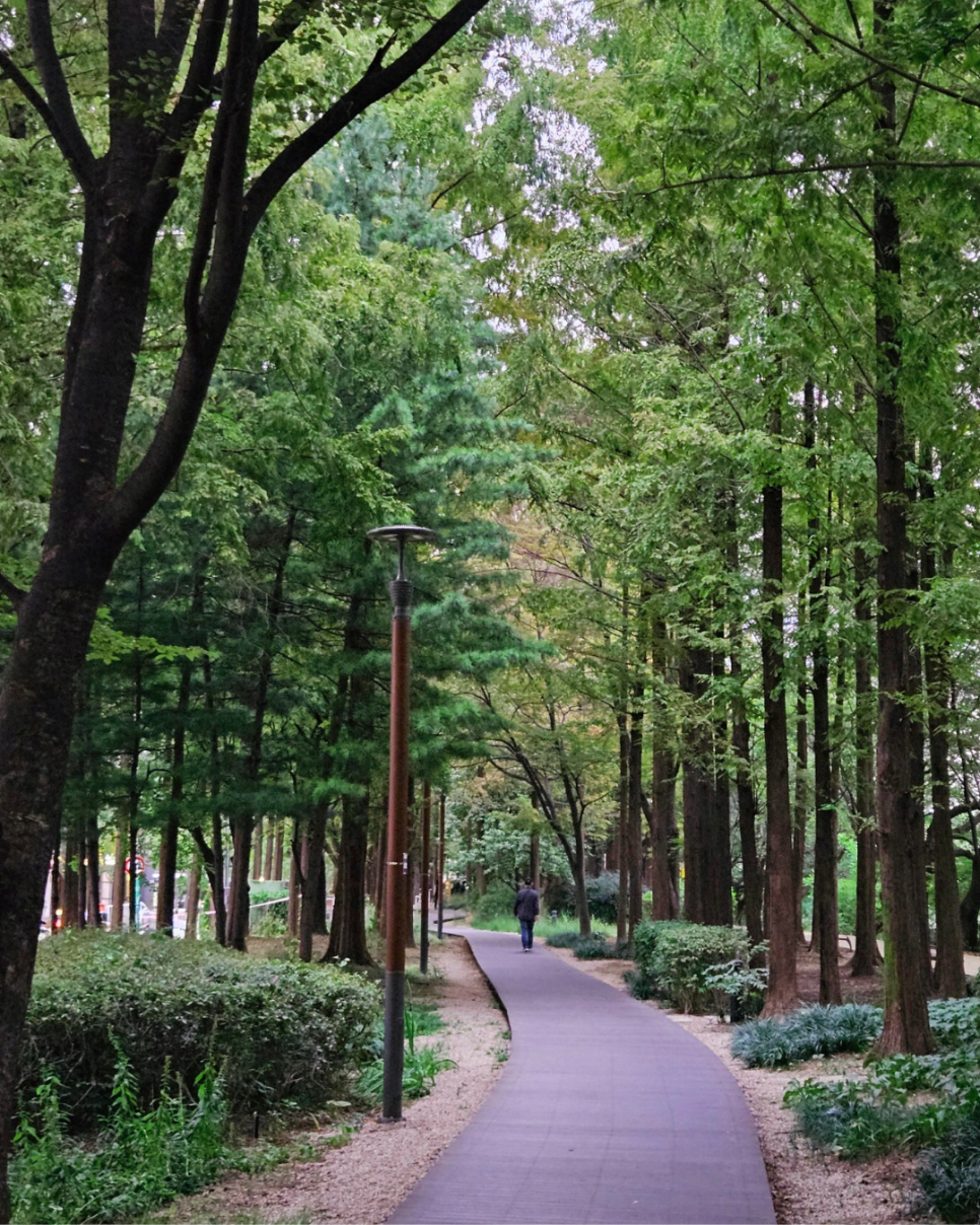 브로콜리 지역정보 관련 사진 5