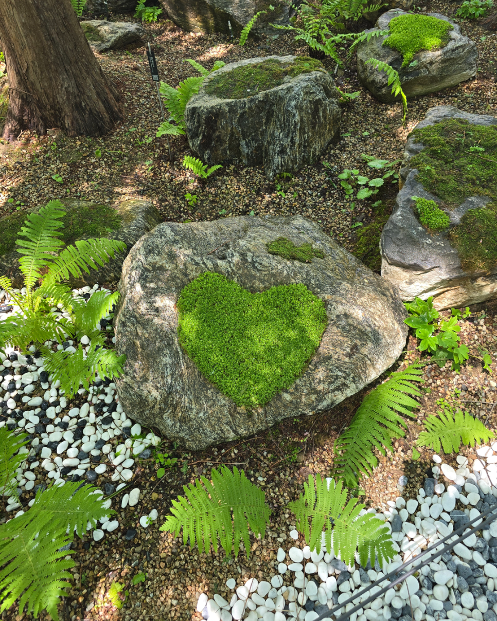 브로콜리 지역정보 관련 사진 8