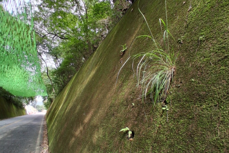 이끼터널 이미지