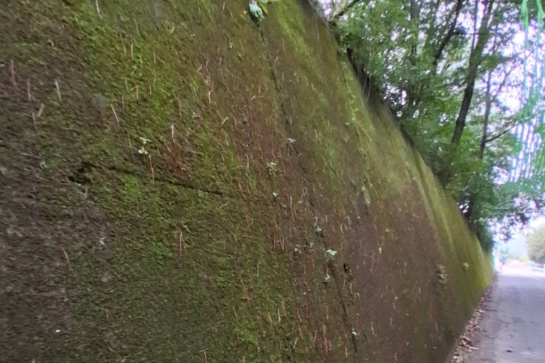 이끼터널 이미지