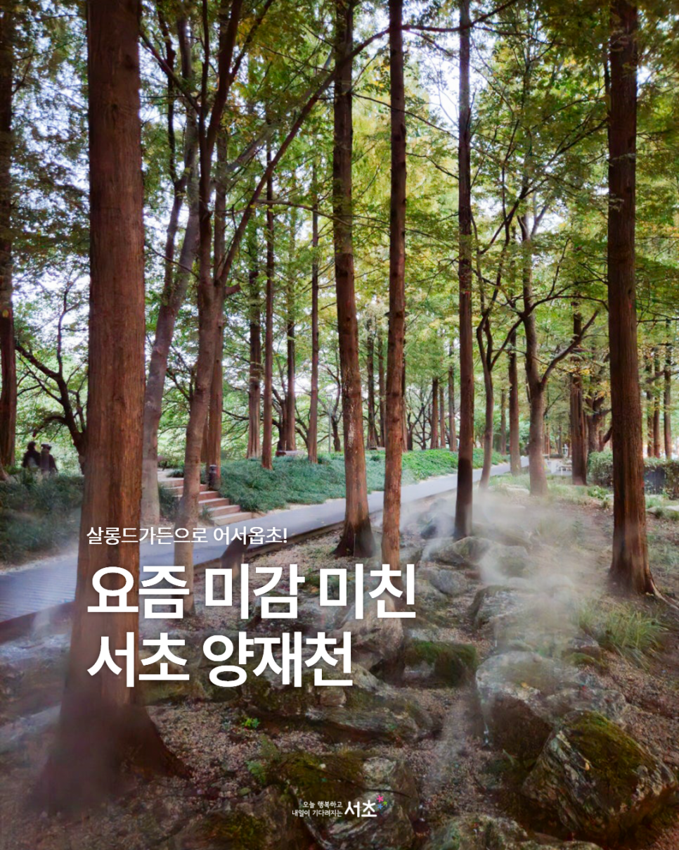 브로콜리 지역정보 관련 사진 1