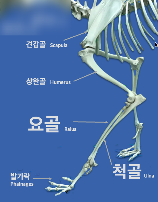 요크셔테리어 앞다리 골절 수술, 2kg 소형견 회복 과정 안내 — 사진 2