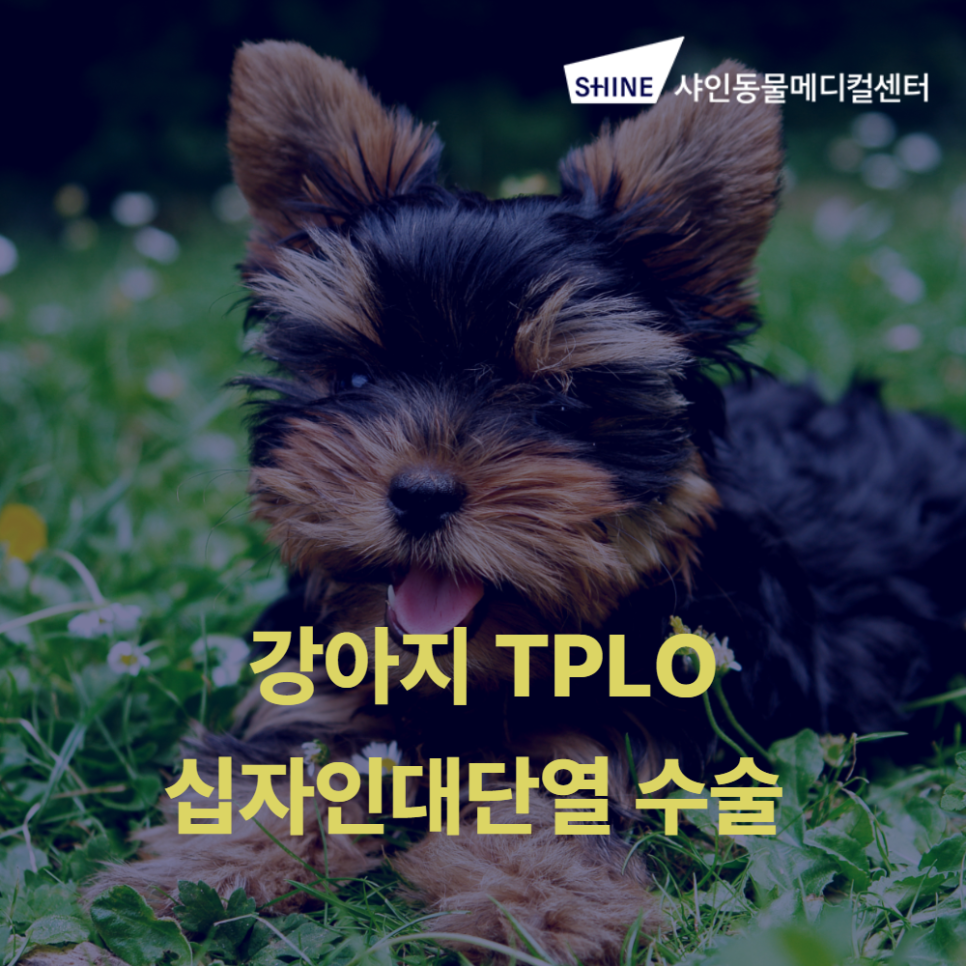 스피츠 전십자인대 단열 TPLO 수술 비용 및 회복 과정 — 사진 1