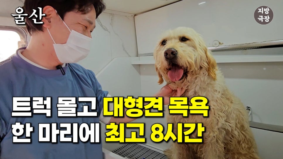 대형견 출장 미용 & 목욕, 멍빨DAY로 스트레스 없이! — 사진 9