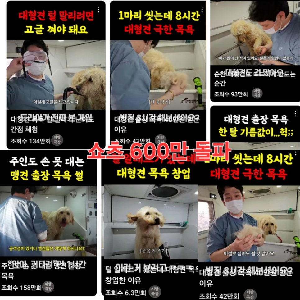 대형견 출장 미용 & 목욕, 멍빨DAY로 스트레스 없이! — 사진 10