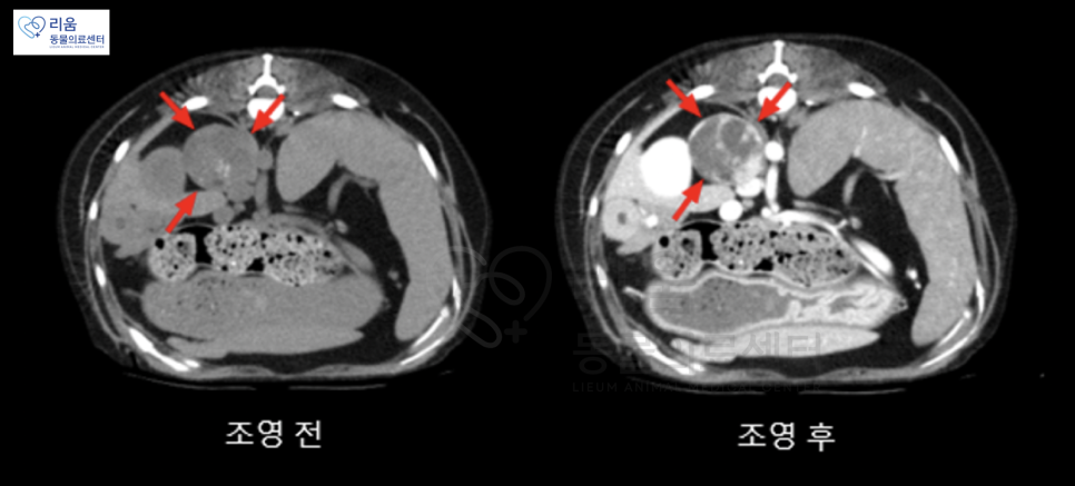 강아지 부신종양 CT 수술 후기 및 비용 안내 — 사진 4